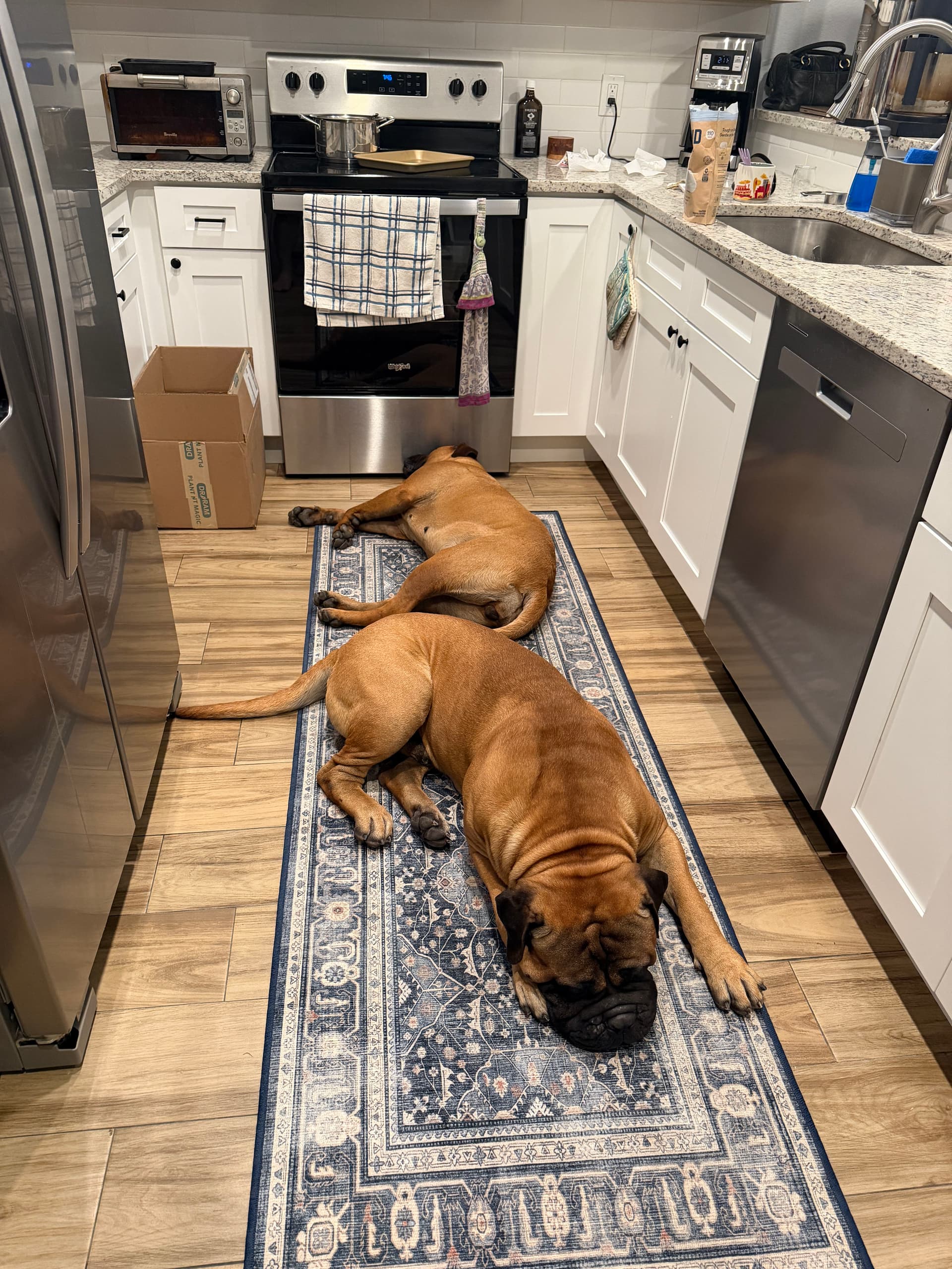 Pet-Friendly Flooring Solutions for Every Home image