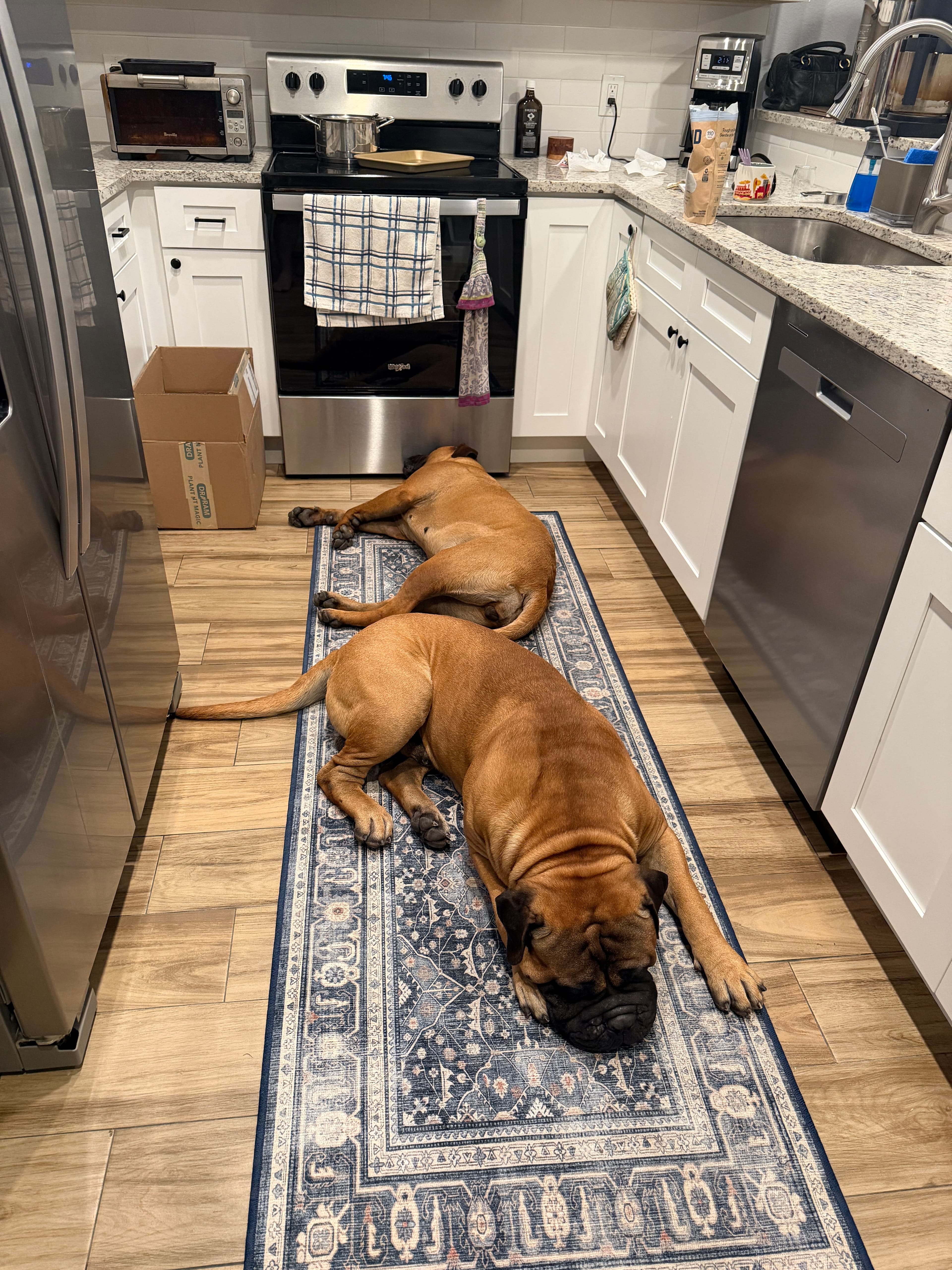 Project Pet-Friendly Flooring Solutions for Every Home image