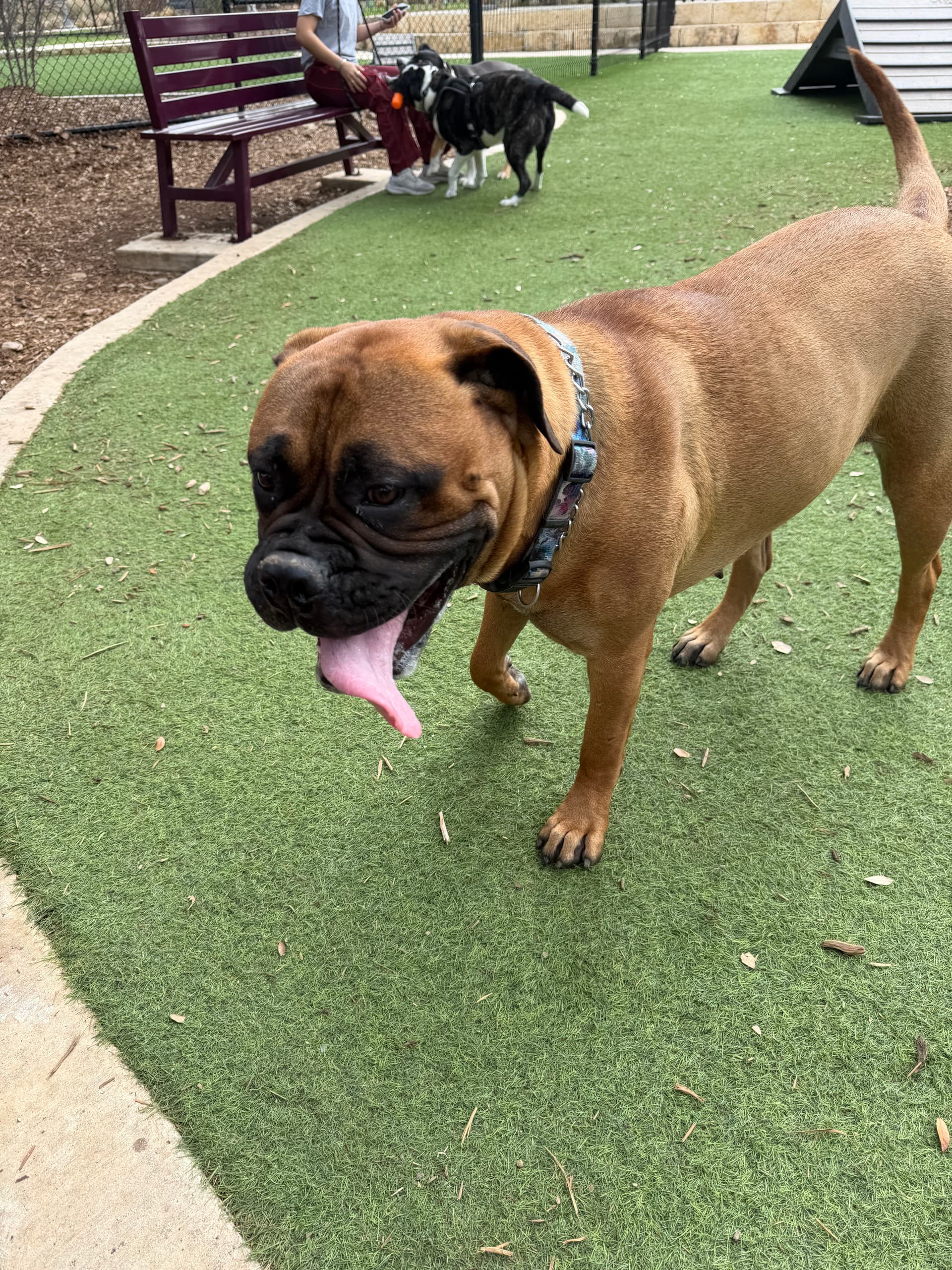 Gallery photos for Pet-Friendly Flooring Solutions for Every Home: Image #2