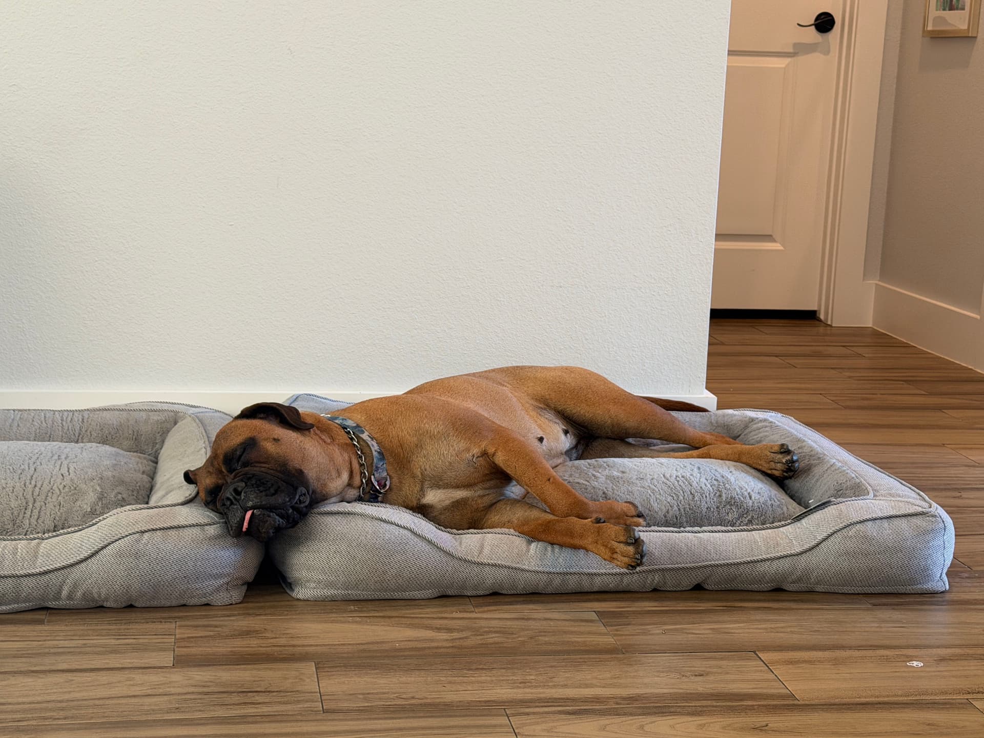 Gallery photos for Pet-Friendly Flooring Solutions for Every Home: Image #3